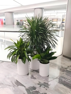 慈溪绿化修剪公司